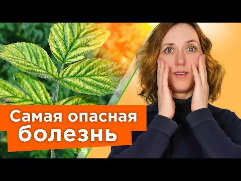 НЕМЕДЛЕННО УДАЛИТЕ ТАКИЕ КУСТЫ МАЛИНЫ И СМОРОДИНЫ, чтобы они не заразили весь сад опасной болезнью!