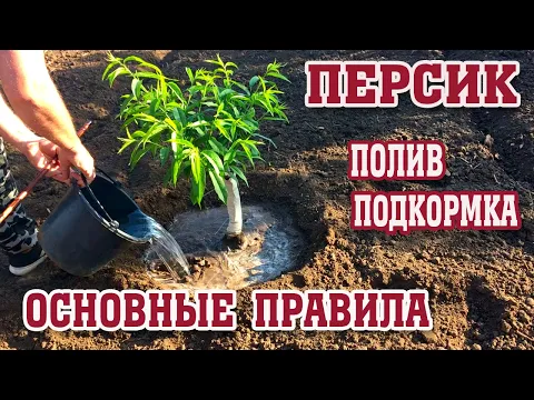 ПЕРСИК/ Поливаем и подкармливаем правильно!!!