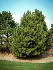 Сосна Чёрная (Pinus Nigra) купить по цене от 270.00р. в интернет-магазине «Посадика» с доставкой почтой в в Москве и по всей России – [изображение №1].