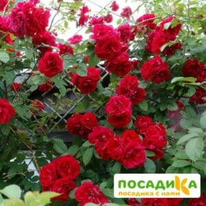 Роза плетистая Амадеус в Москве