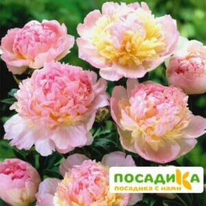 Пион Распберри Сандей (Paeonia Raspberry Sundae) купить по цене от 959р. в интернет-магазине «Посадика» с доставкой почтой в в Москве и по всей России – [изображение №1].