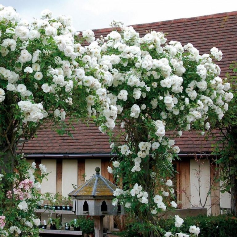Плетистая роза Айсберг: секреты посадки и ухода за декоративным растением
