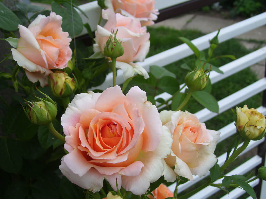 Плетистая роза Полька: как выбрать, правильно посадить и ухаживать за многолетником