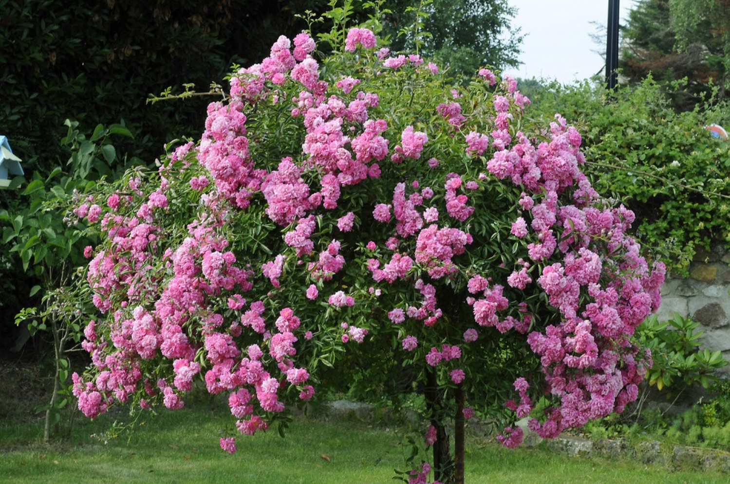 Выращиваем розу Дороти Перкинс в своем саду: секреты посадки и бережного ухода