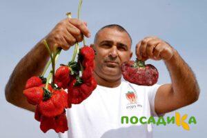 Клубника Гигант Джорнея купить по цене от 266р. в интернет-магазине «Посадика» с доставкой почтой в в Москве и по всей России – [изображение №1].