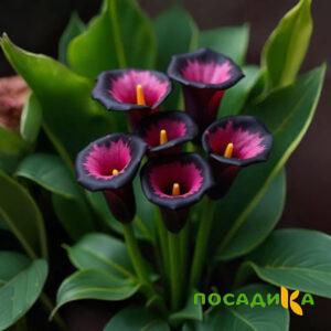 Калла Аура Лейс купить по цене от 400р. в интернет-магазине «Посадика» с доставкой почтой в в Москве и по всей России – [изображение №1].