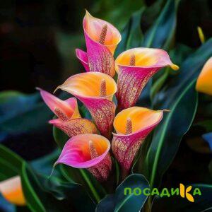 Калла Оникс купить по цене от 450р. в интернет-магазине «Посадика» с доставкой почтой в в Москве и по всей России – [изображение №1].