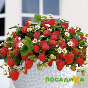 Клубника Рубиновый Шепот (горшечная) купить по цене от 240р. в интернет-магазине «Посадика» с доставкой почтой в в Москве и по всей России – [изображение №1].