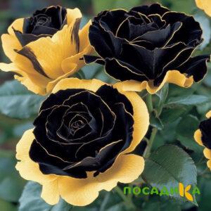 Роза Ханни Сикл купить по цене от 700р. в интернет-магазине «Посадика» с доставкой почтой в в Москве и по всей России – [изображение №1].