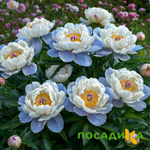 Пион акварельный Этюд купить по цене от 806р. в интернет-магазине «Посадика» с доставкой почтой в в Москве и по всей России – [изображение №1].