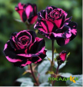 Роза Багровый Шепот купить по цене от 366р. в интернет-магазине «Посадика» с доставкой почтой в в Москве и по всей России – [изображение №1].