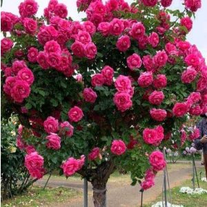 Роза Версаля купить по цене от 232р. в интернет-магазине «Посадика» с доставкой почтой в в Москве и по всей России – [изображение №1].