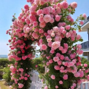 Роза Пастель Розе купить по цене от 605р. в интернет-магазине «Посадика» с доставкой почтой в в Москве и по всей России – [изображение №1].